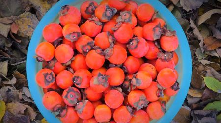 1e37554ad77b927179345ec862abfd1f 1e37554ad77b927179345ec862abfd1f